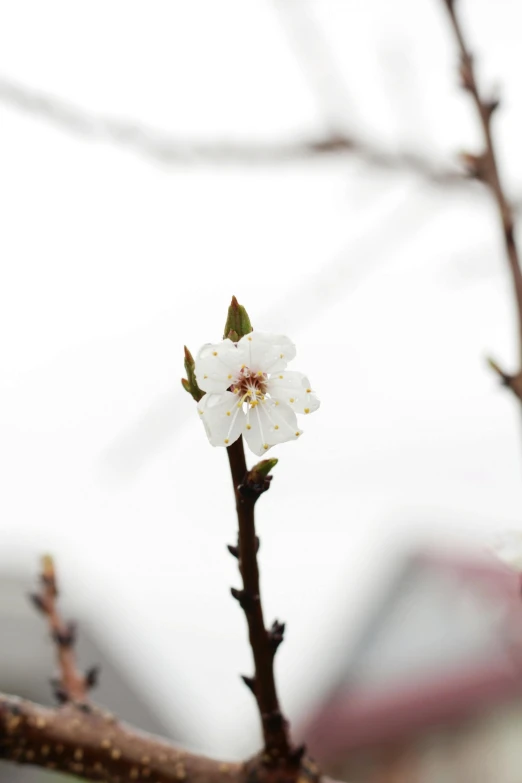 a close up of a flower on a tree nch