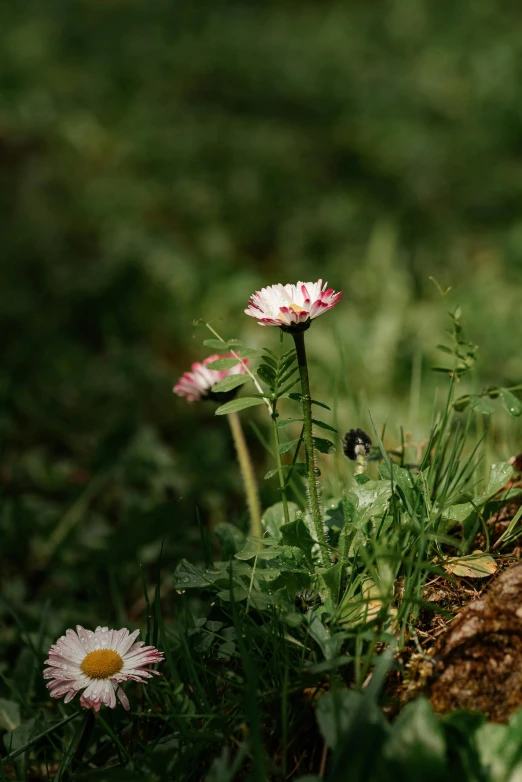 daisies and other weeds stand against a tree stump