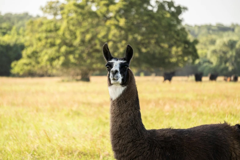 a brown and white lama is in the grass