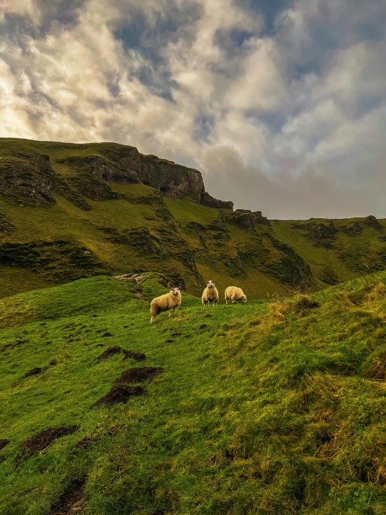 a number of animals on a hill near many hills