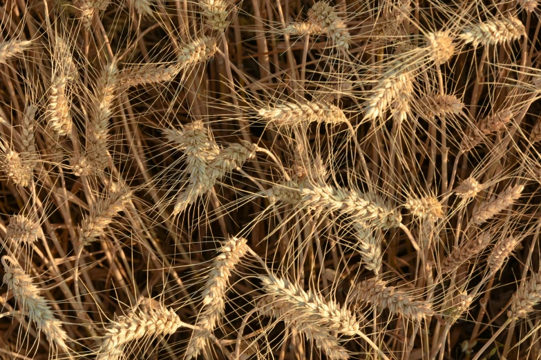 a picture of a bunch of brown stalks in close up