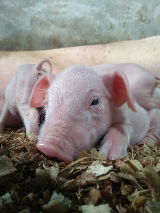 two small pigs lay in hay in a barn