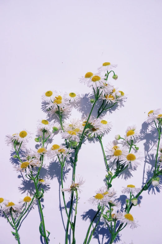 an arrangement of daisies and other flowers casting a shadow