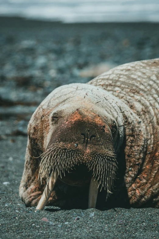 an animal is laying down on the ground