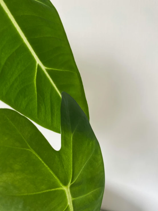 a large green leaf hanging from the ceiling