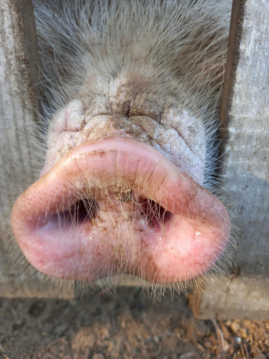 a close up of the nose of an ostrich