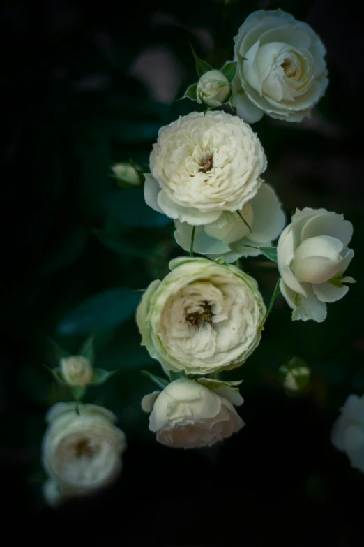 flowers with one white flower in the middle