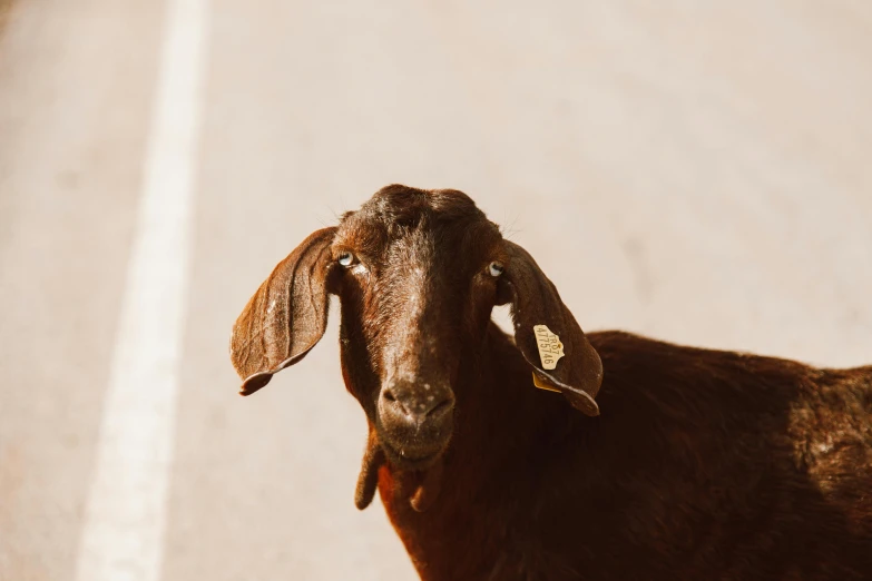 brown goat with tagged ears standing on concrete