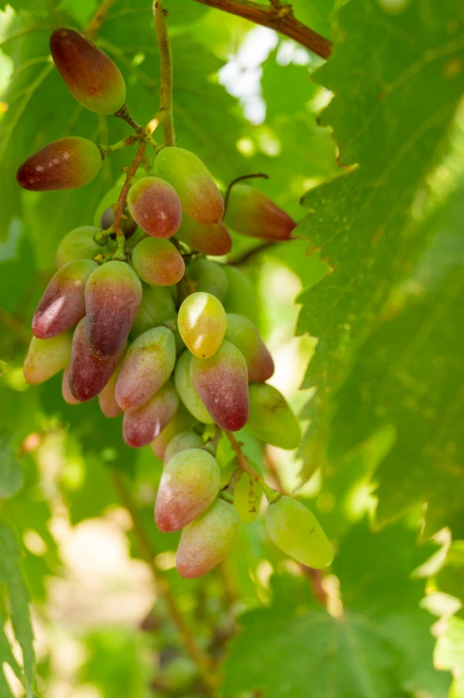 the fruit is being picked by hand from a tree