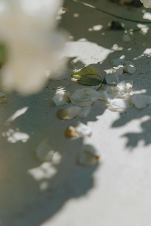 a close - up view of a bird on the ground