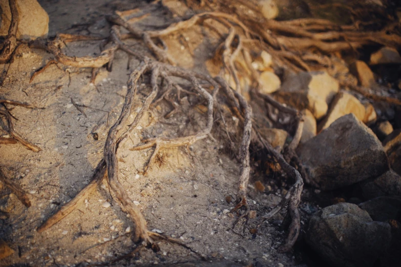 the roots of some plants are growing on rocks