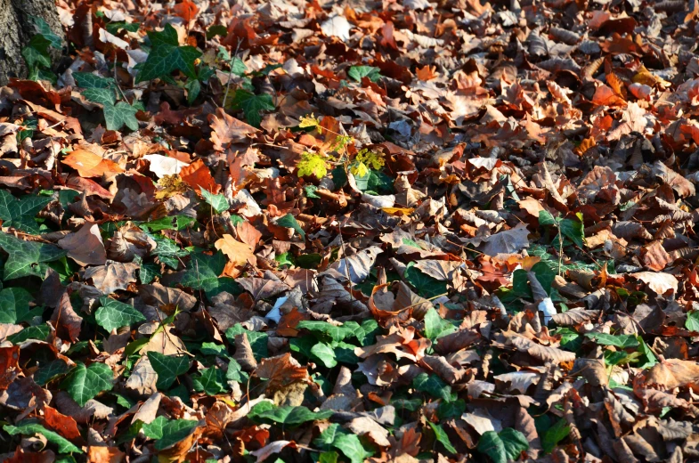 a leaf - strewn ground and tree in the fall