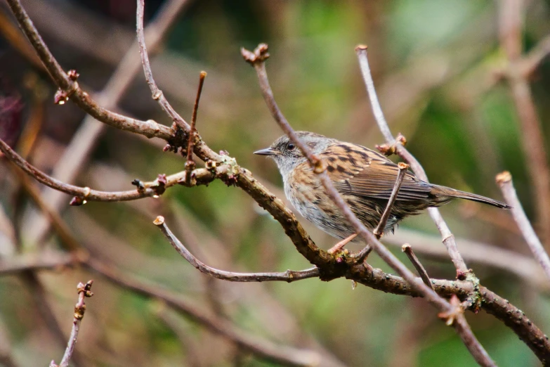 a little bird sits on the nch of a tree