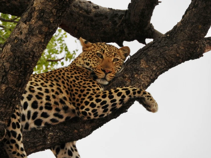 the leopard is laying in a tree with his head resting on it's paw