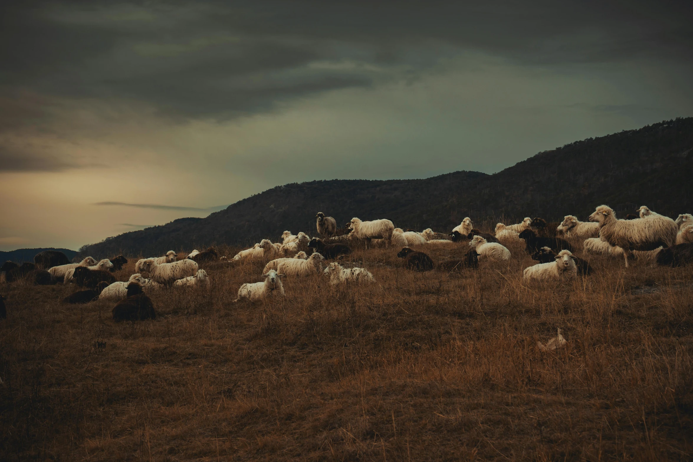 a flock of sheep graze in a grassy hill