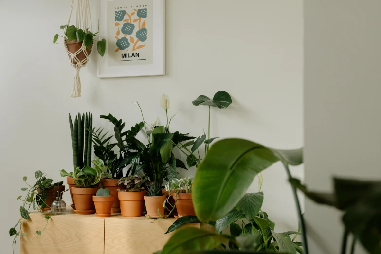 potted plants on a table in a room