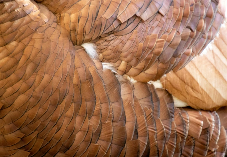 a very closeup of a brown colored bird