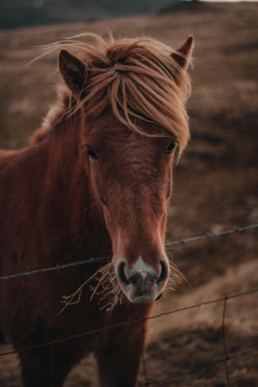 a brown horse stands behind a wire fence