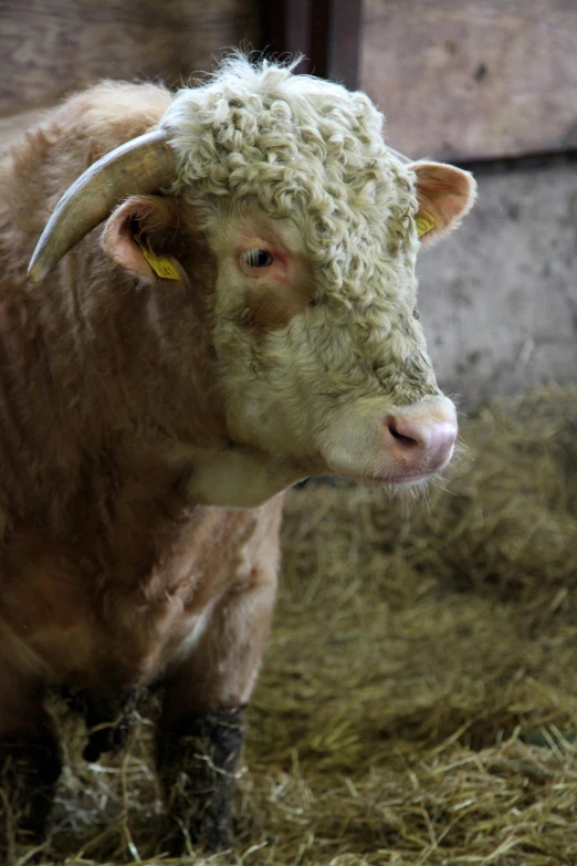 a brown and white cow laying in the hay