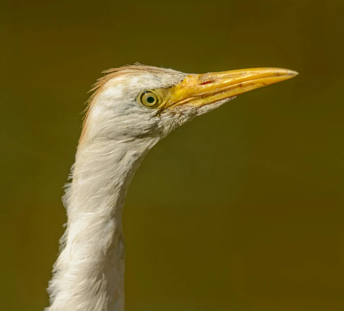 the neck and head of a bird with yellow eyes