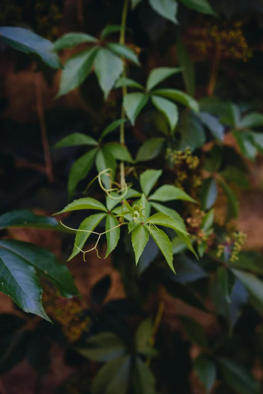 a leafy plant with very green leaves