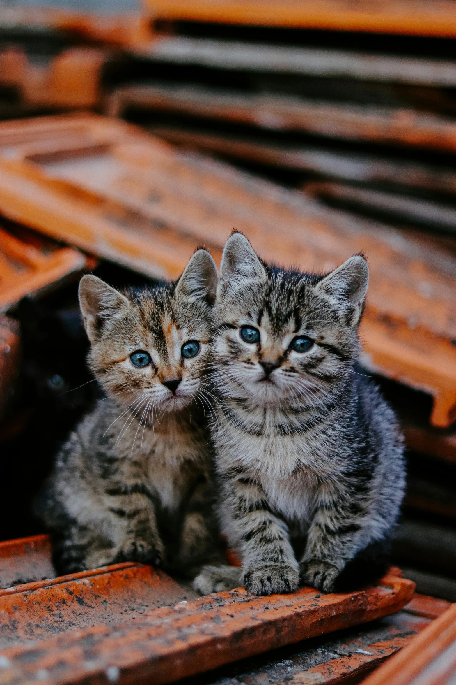 the two cats are standing on the slats