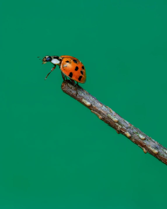 the lady beetle is perched on the nch