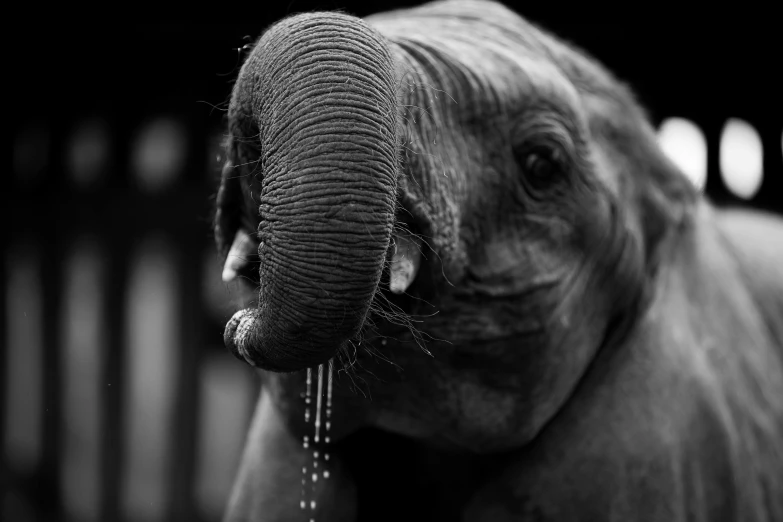 a close up s of an elephant with its trunk in its mouth