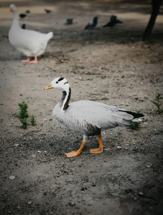 a white duck walking across a dirt field