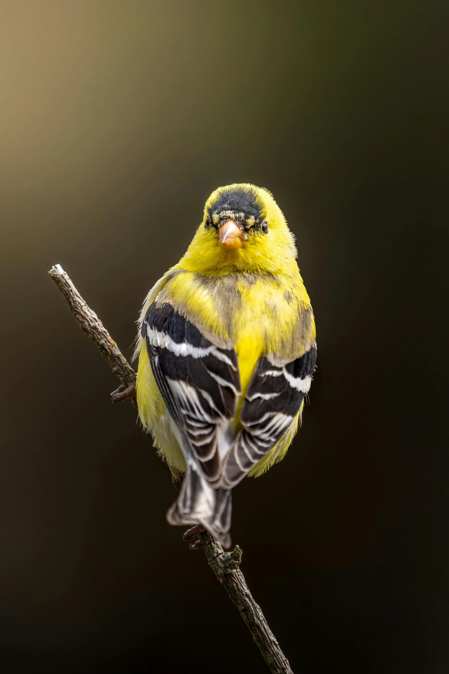 the small bird is perched on the tree nch