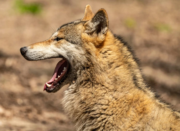 a close up s of a wolf with its mouth open