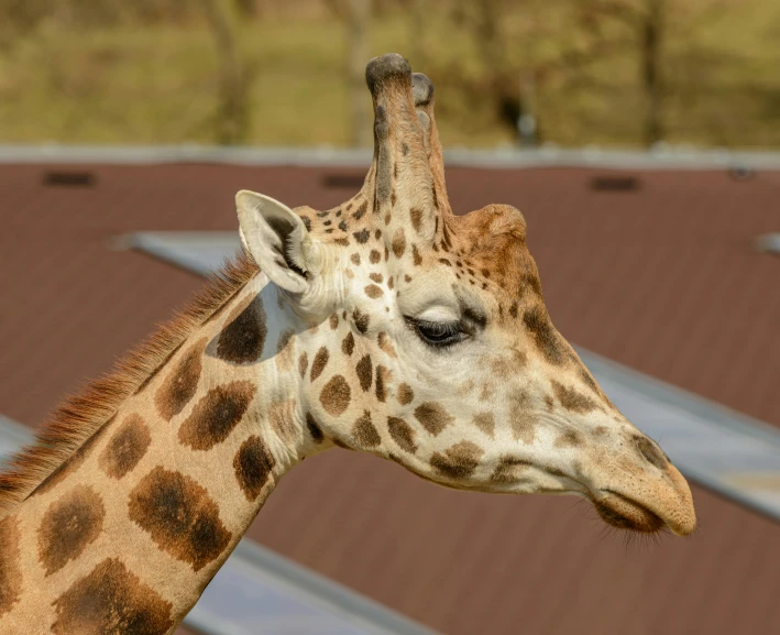 a close up view of a giraffe's neck and neck