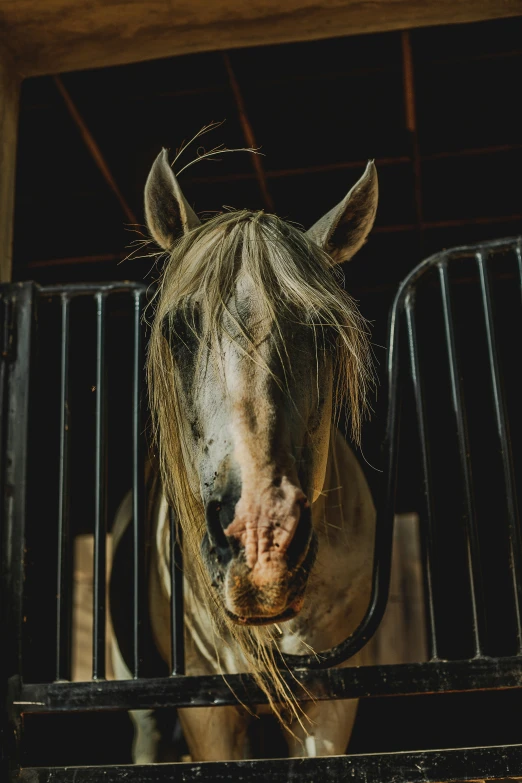 a cow looks through the bars in its stall