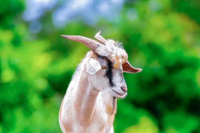 a white goat with long horns standing in front of some trees