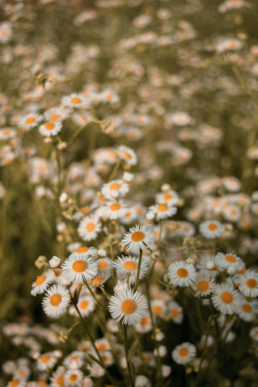 a bunch of white and orange flowers blooming