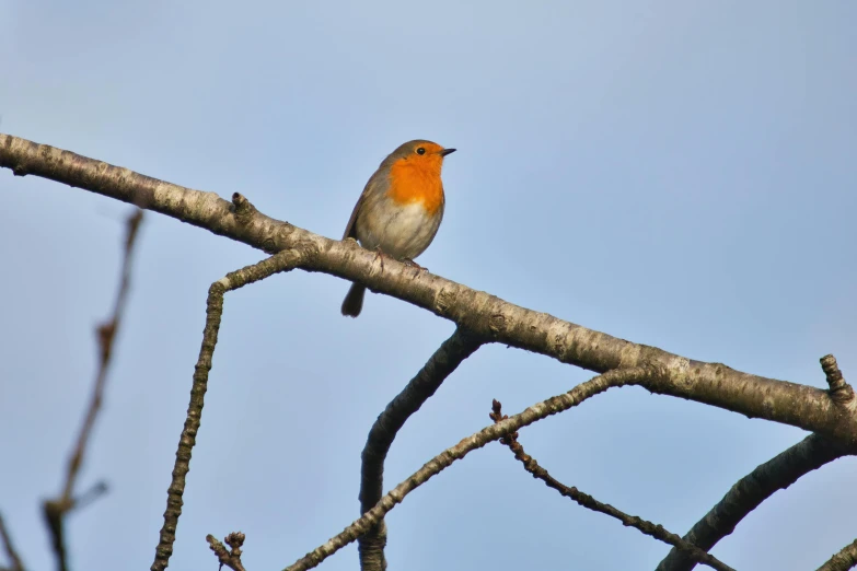 a bird is perched on the nch of a tree