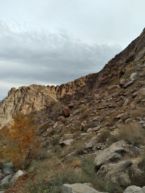 a po of some bushes in front of some rocks