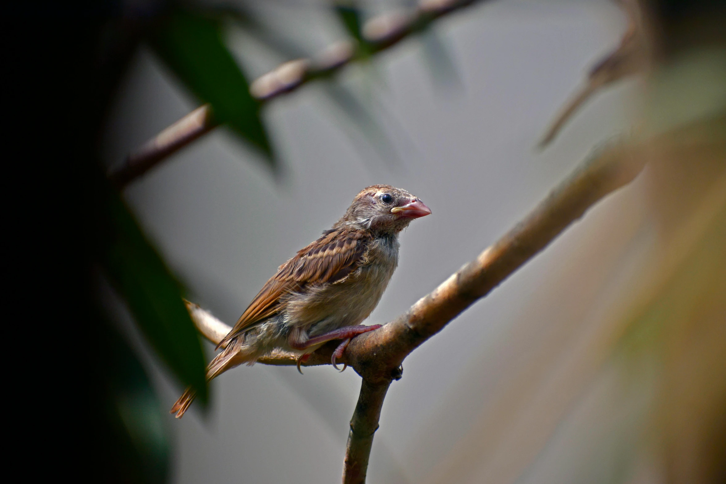 a little bird perched on top of a tree nch