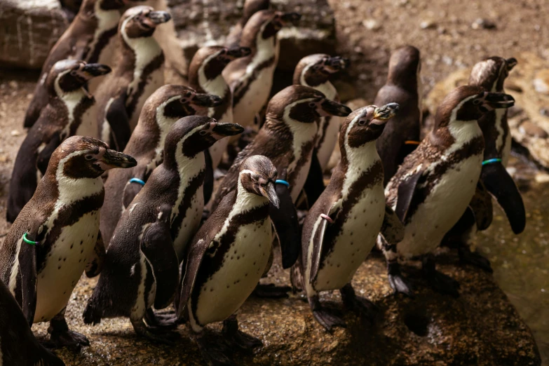 several penguins in a row sitting together