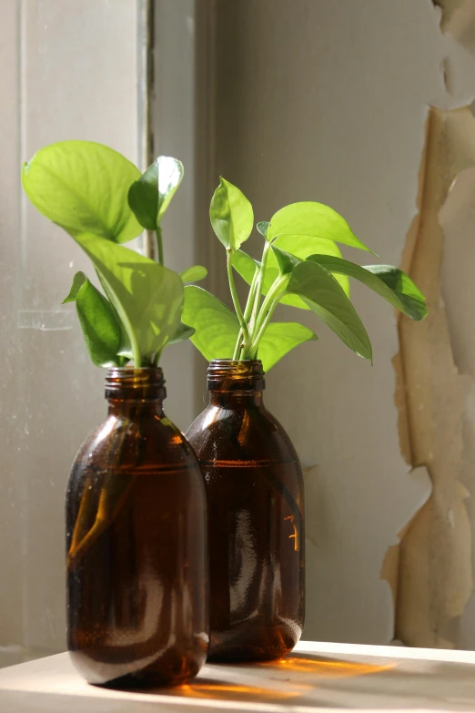 two brown glass vases with plants sitting in them