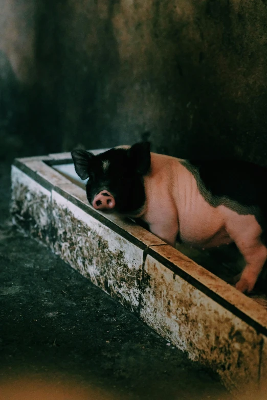 a small black and white pig laying on a ledge