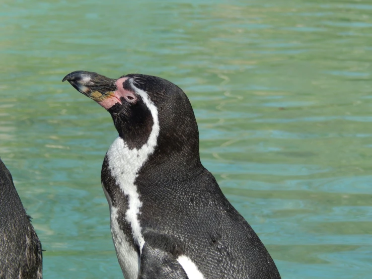 a penguin is standing by the water looking up