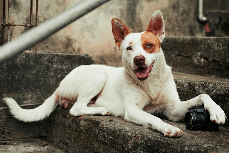 a white dog sitting on top of cement stairs