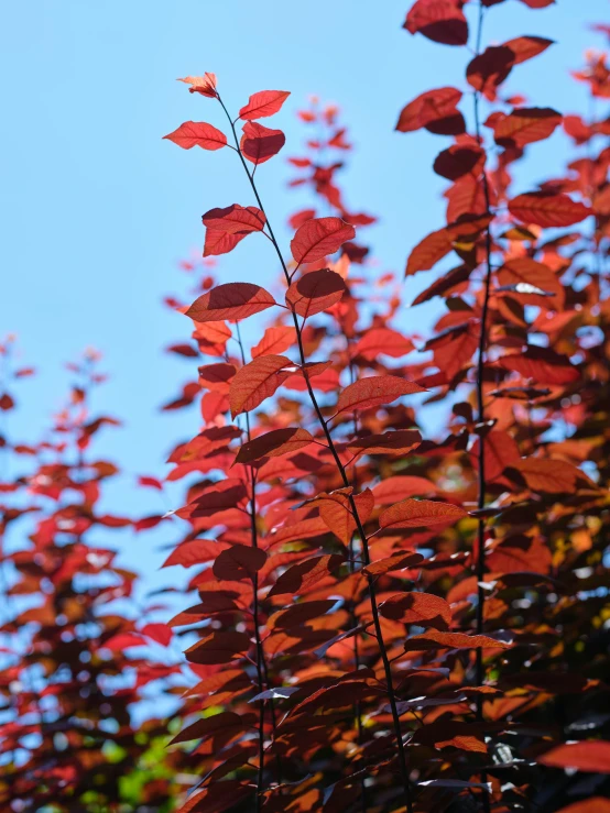 a beautiful red plant with the blue sky in the background