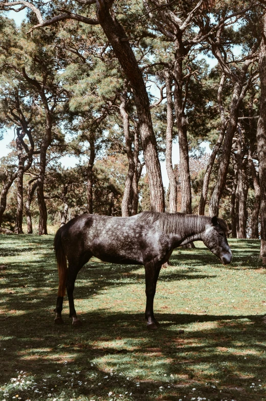 horse in field in open wooded area with trees