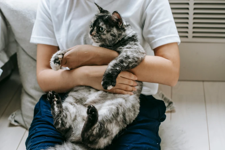 a person holding a small cat on their lap