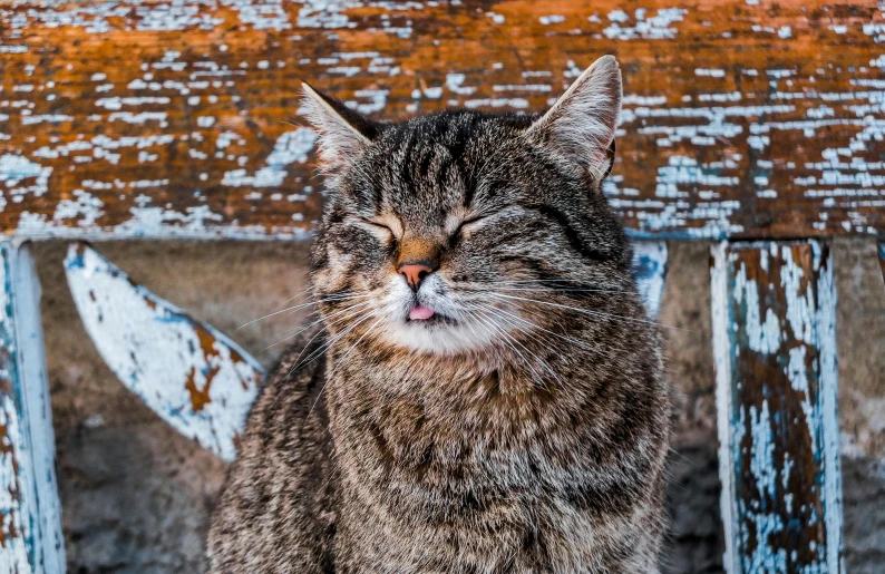 a tabby cat is standing next to a rusty rusted wall