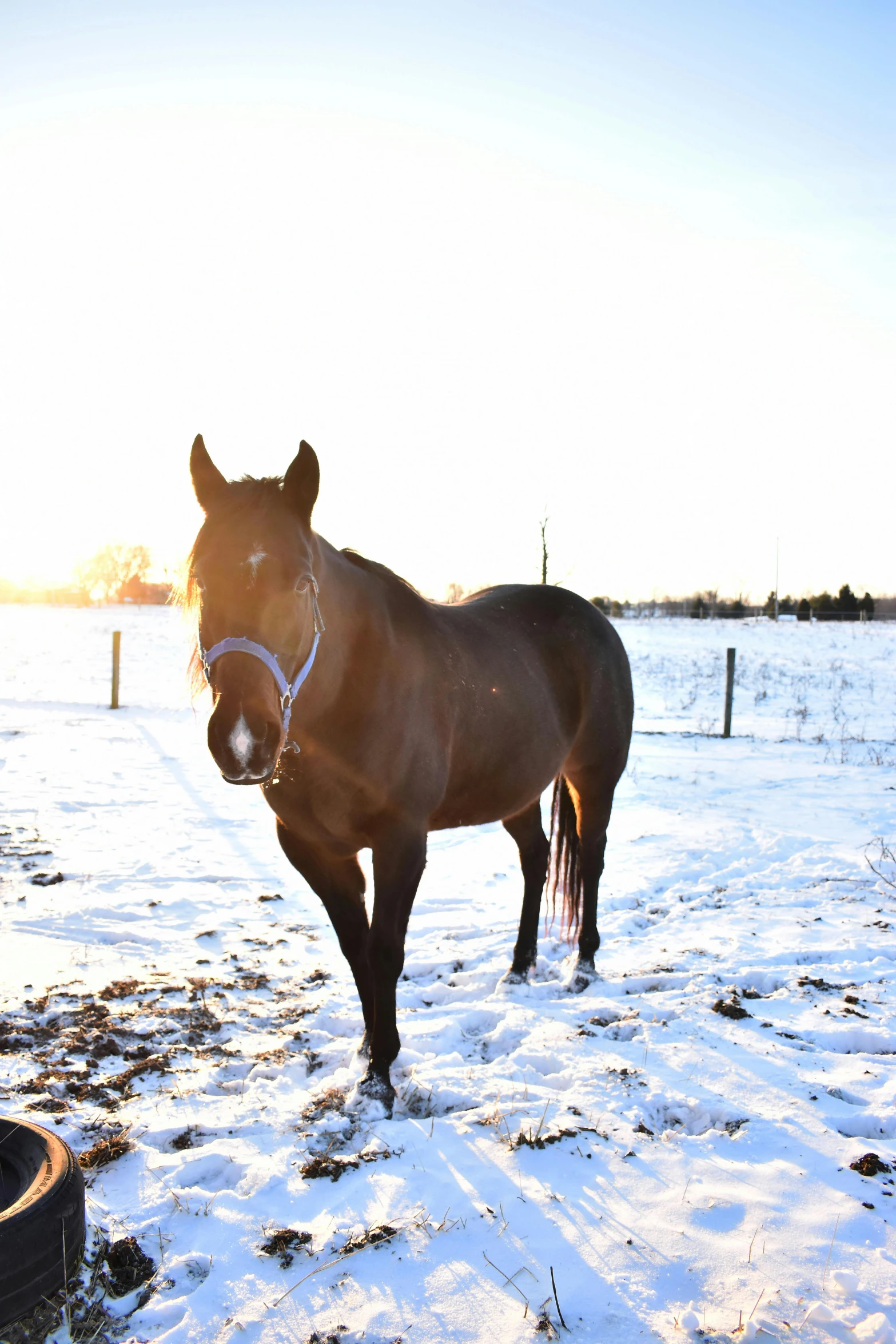 a horse stands in the snow next to a truck