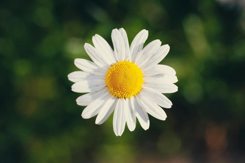 a daisy flower, taken with the lens and flash