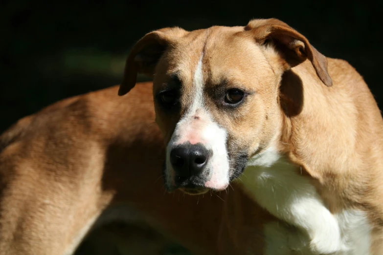 a large brown and white dog standing with a black background